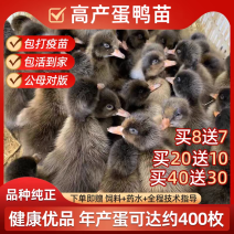 （平台严选店）金锭鸭苗厂家直销包防疫送货上门满意后付款