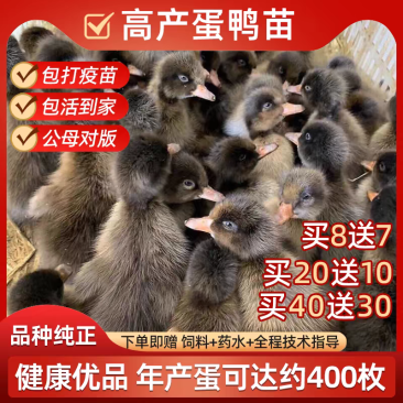 （平台严选店）金锭鸭苗厂家直销包防疫送货上门满意后付款