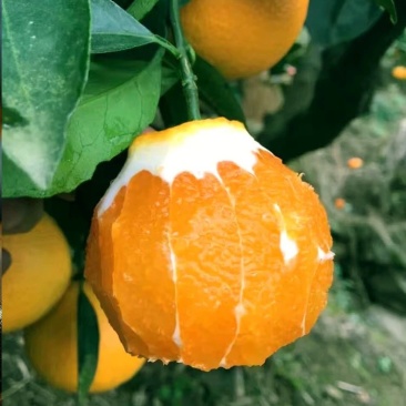 湖北宜昌秭归纽荷尔脐橙大量供应产地诚信批发欢迎