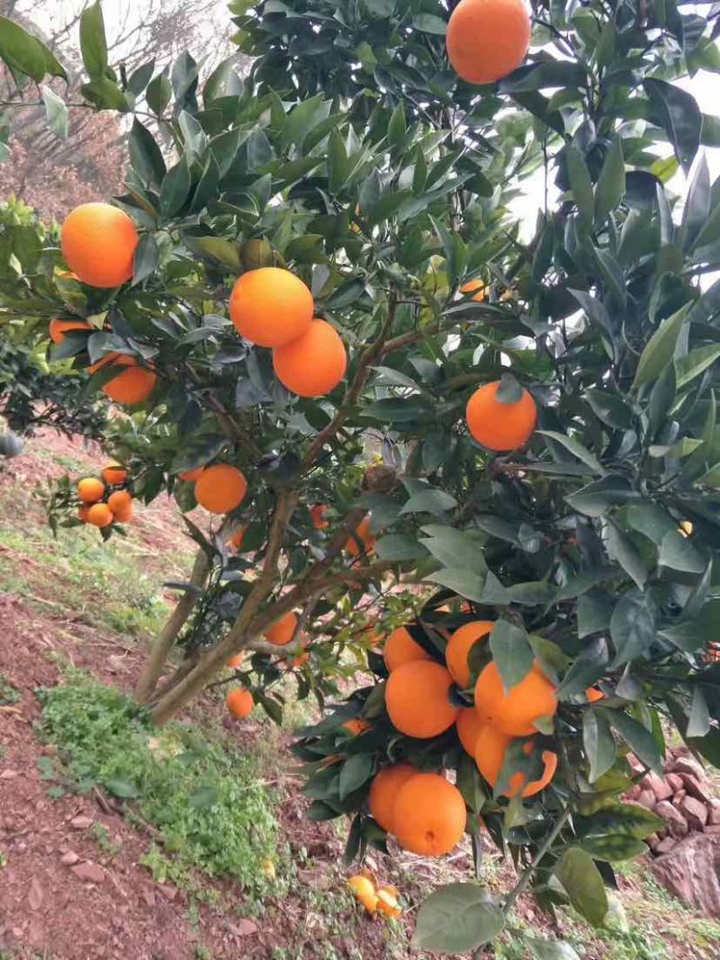 湖北宜昌秭归纽荷尔脐橙大量供应产地诚信批发欢迎