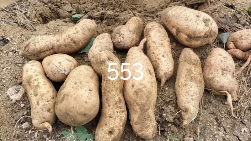 553、烟薯25、（蜜薯）红吆等。