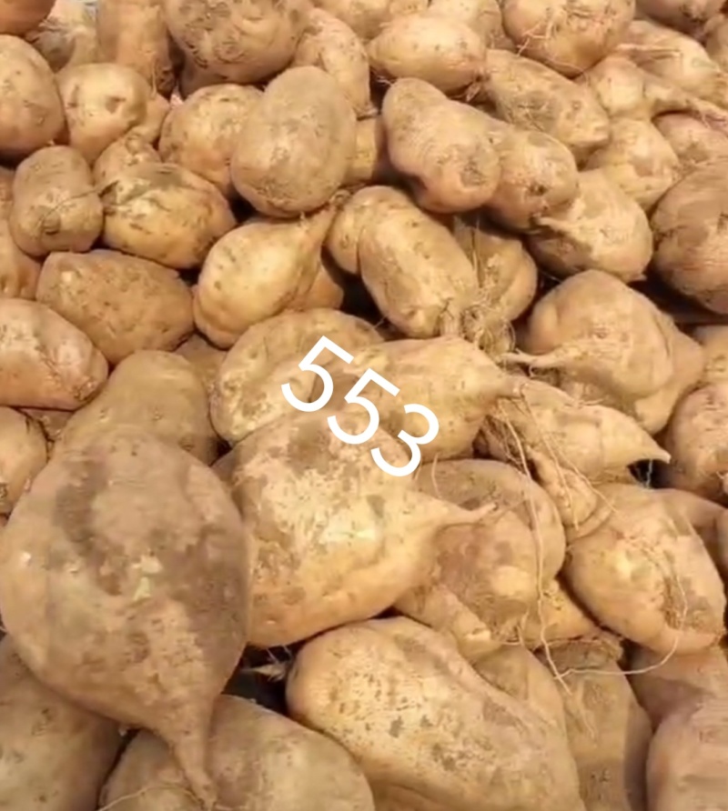 553、烟薯25、（蜜薯）红吆等。