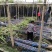 广东黑皮甘蔗已大量上市，对接各大市场，商超