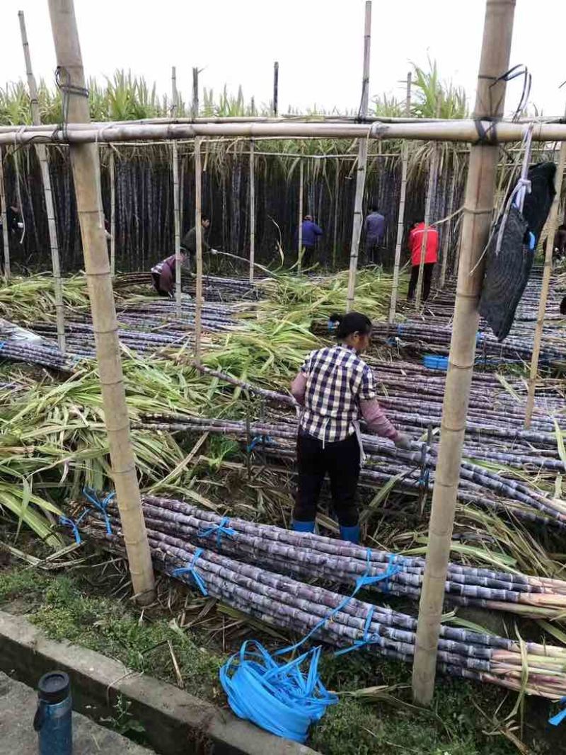 广东黑皮甘蔗已大量上市，对接各大市场，商超