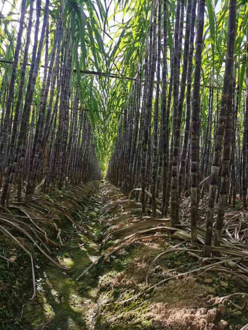 广东黑皮甘蔗已大量上市，对接各大市场，商超