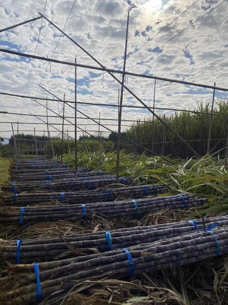 广东黑皮甘蔗已大量上市，对接各大市场，商超