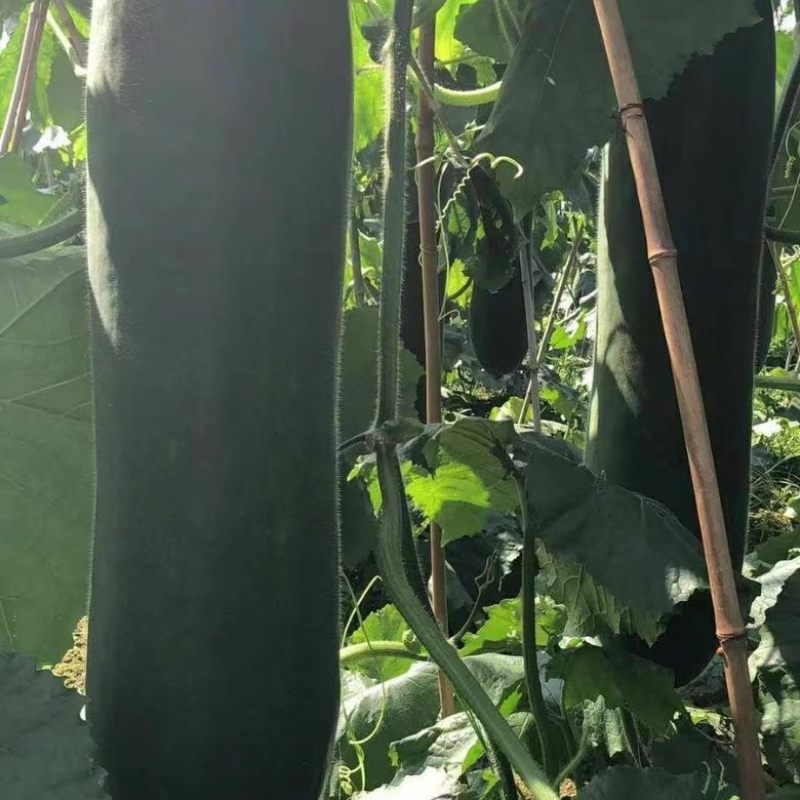 广东黑皮冬瓜己大量上市，对接各大巿场，加工厂，大量现货
