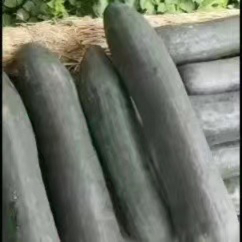 广东黑皮冬瓜己大量上市，对接各大巿场，加工厂，大量现货