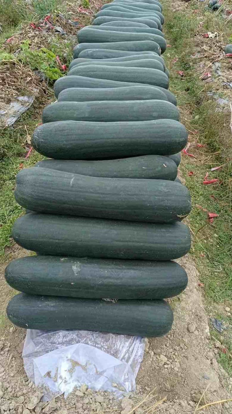 广东黑皮冬瓜己大量上市，对接各大巿场，加工厂，大量现货