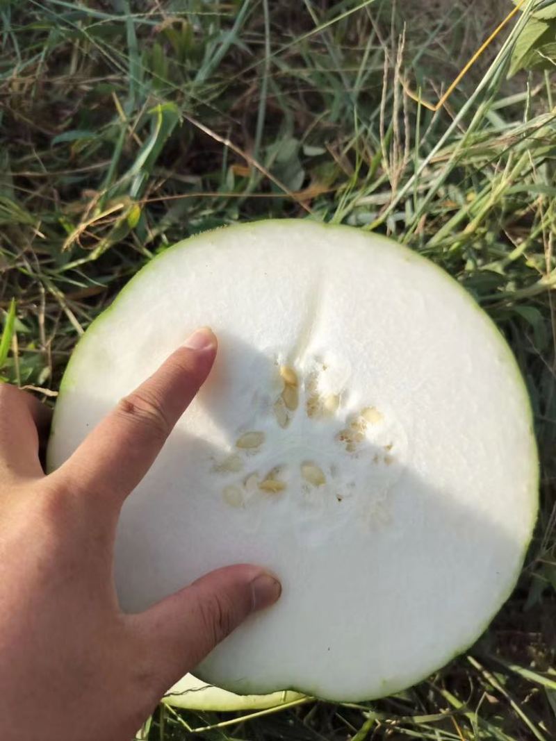 广东黑皮冬瓜己大量上市，对接各大巿场，加工厂，大量现货