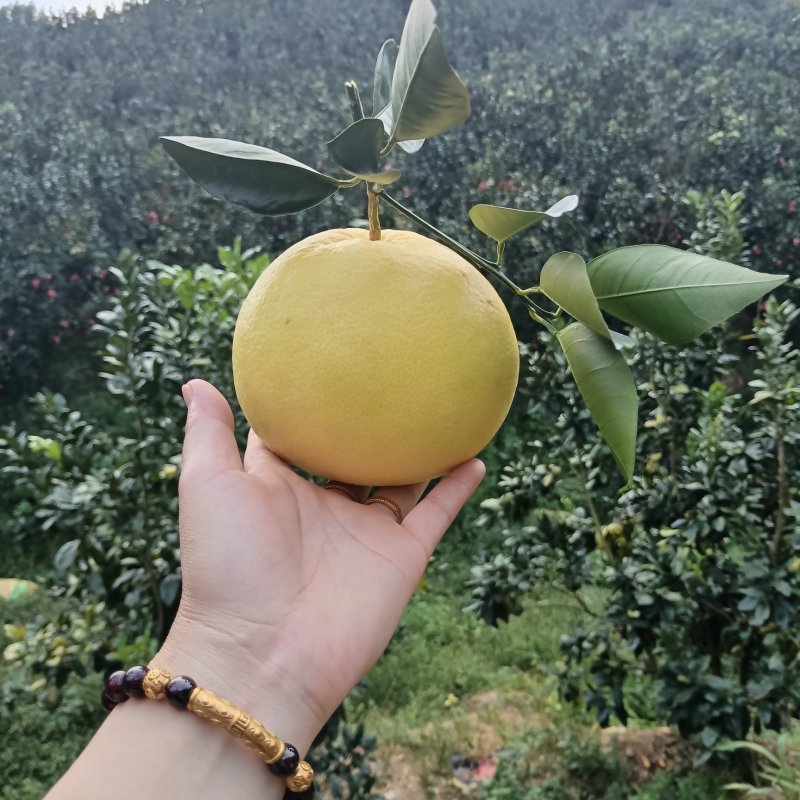平和葡萄柚