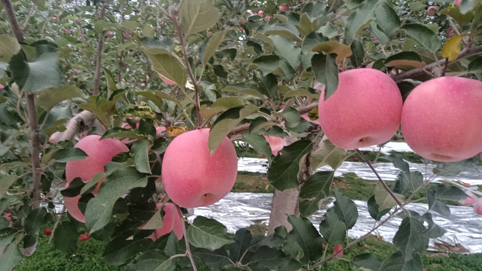 青苹果与红富士苹果摆盘图