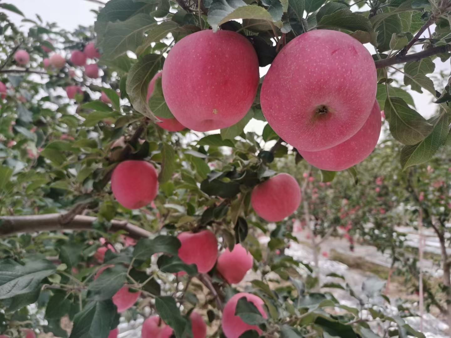 红富士苹果果园全景