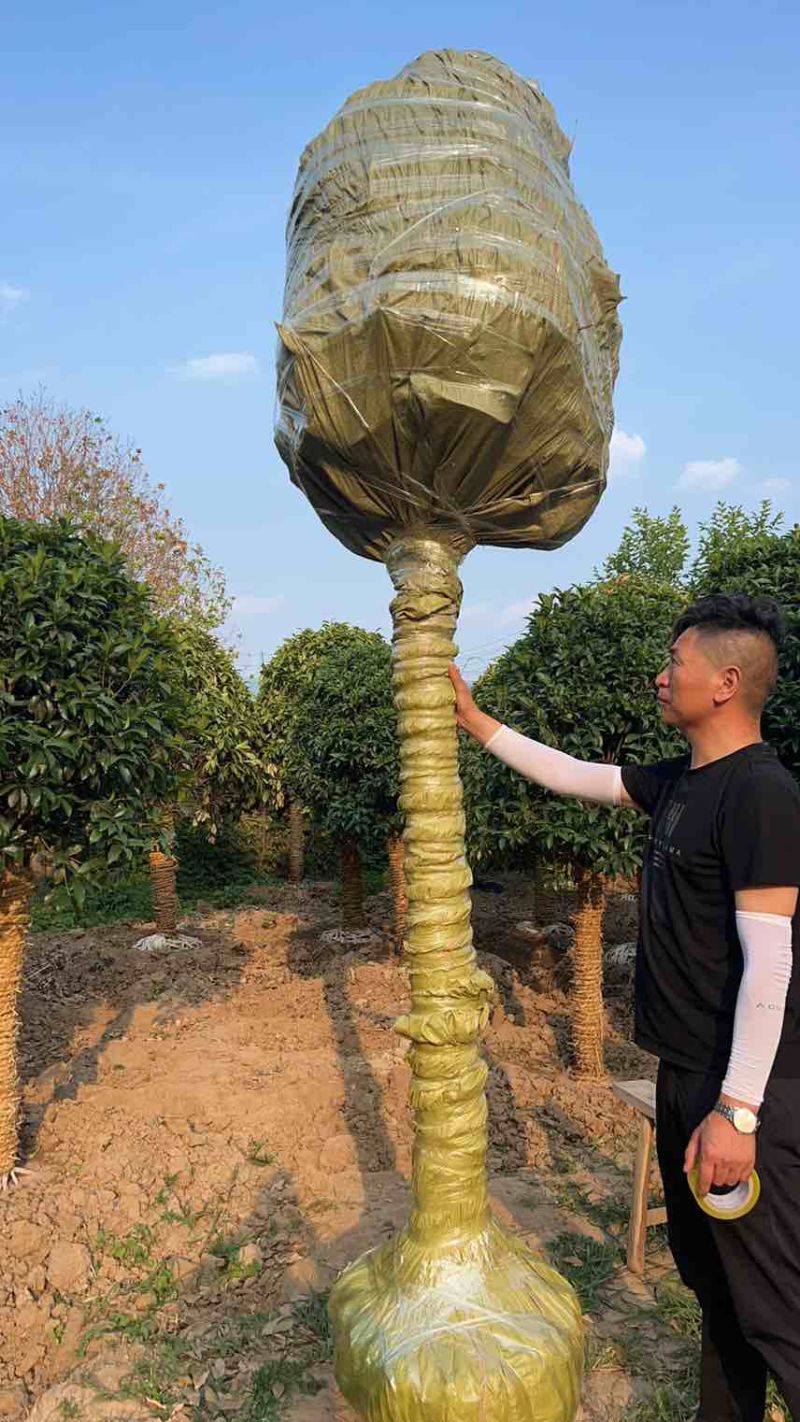 桂花，丹桂，金桂5～20公分，详情可电话咨询