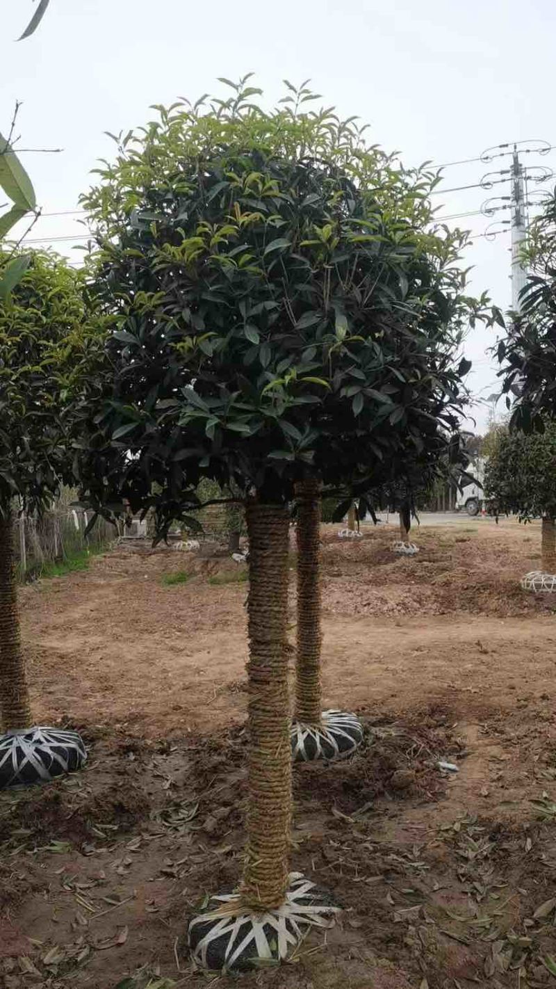 桂花，丹桂，金桂5～20公分，详情可电话咨询