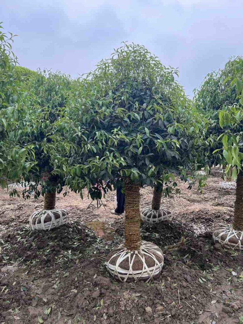 桂花，丹桂，金桂5～20公分，详情可电话咨询