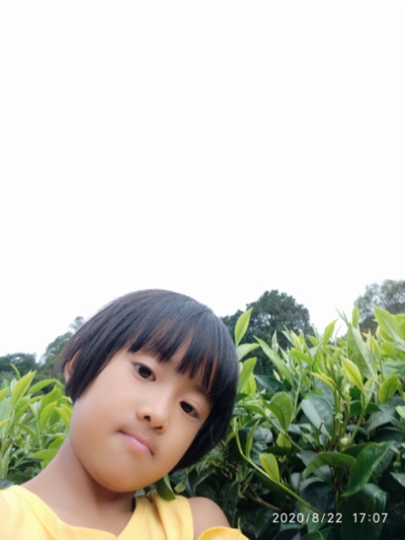 云南普洱茶