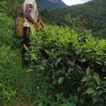 云南普洱茶