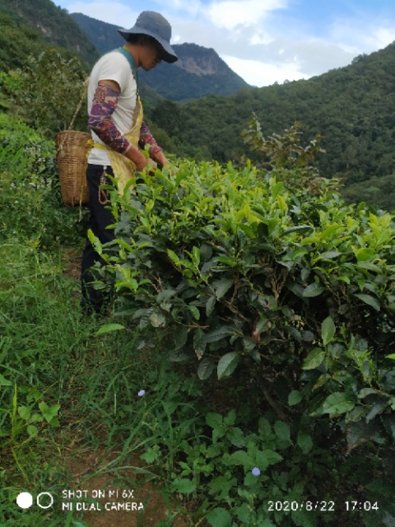 云南普洱茶
