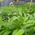 草果苗