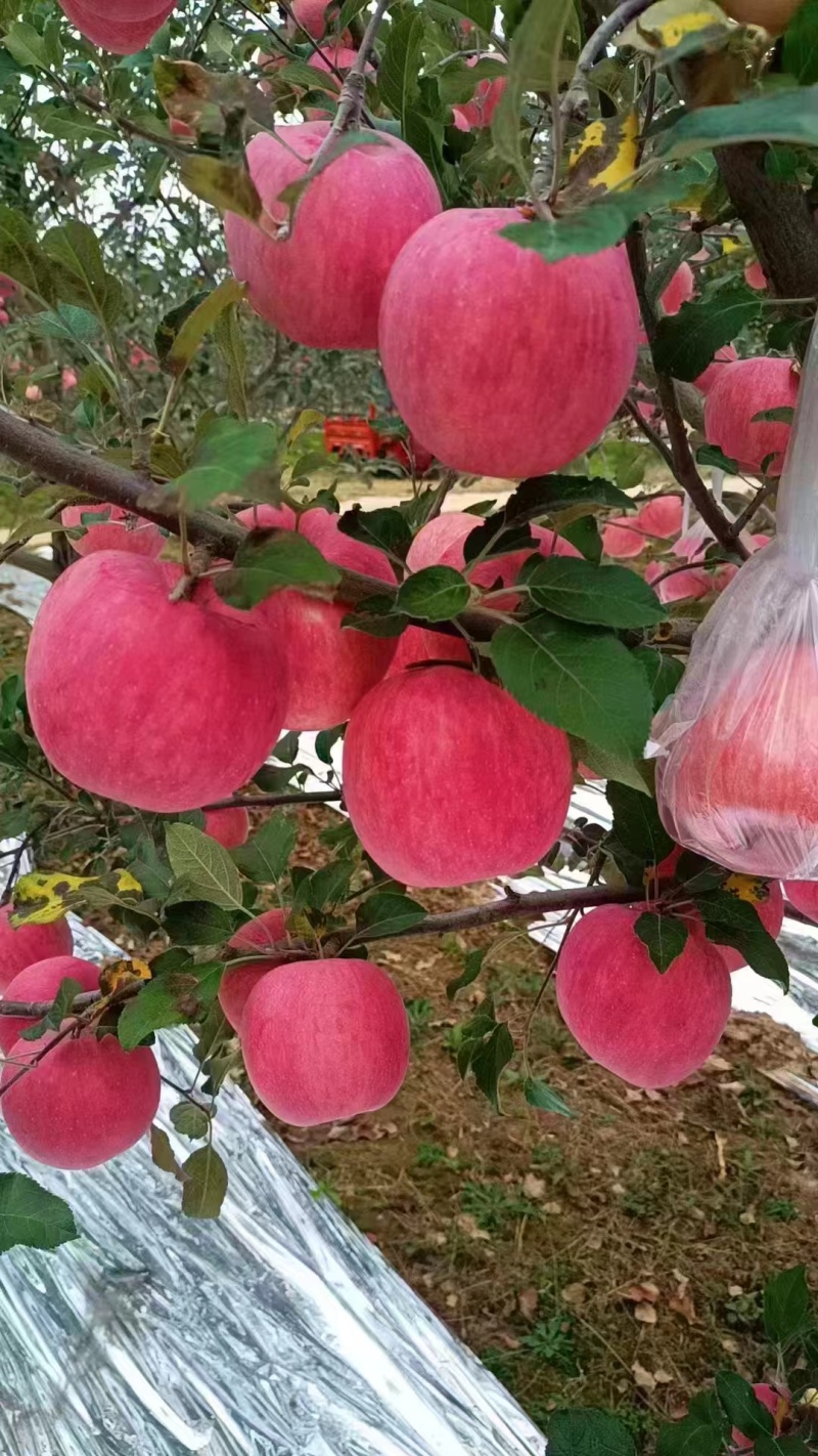 庆阳红富士苹果