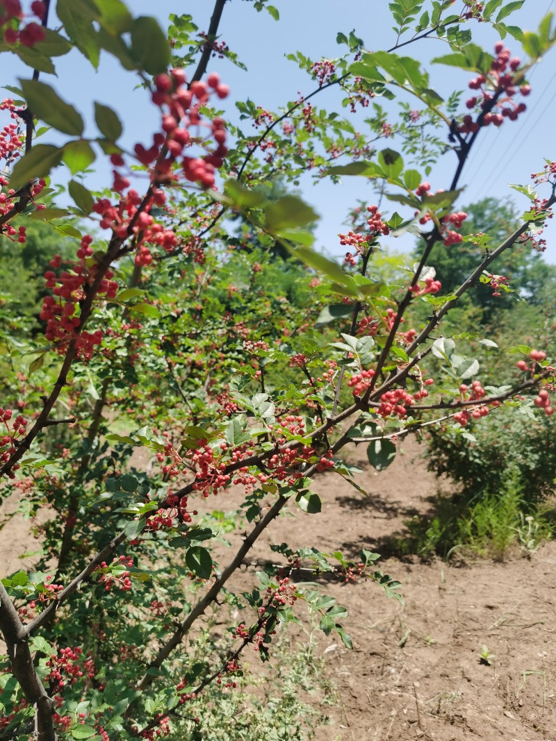 花椒大量有货现货直发欢迎合作