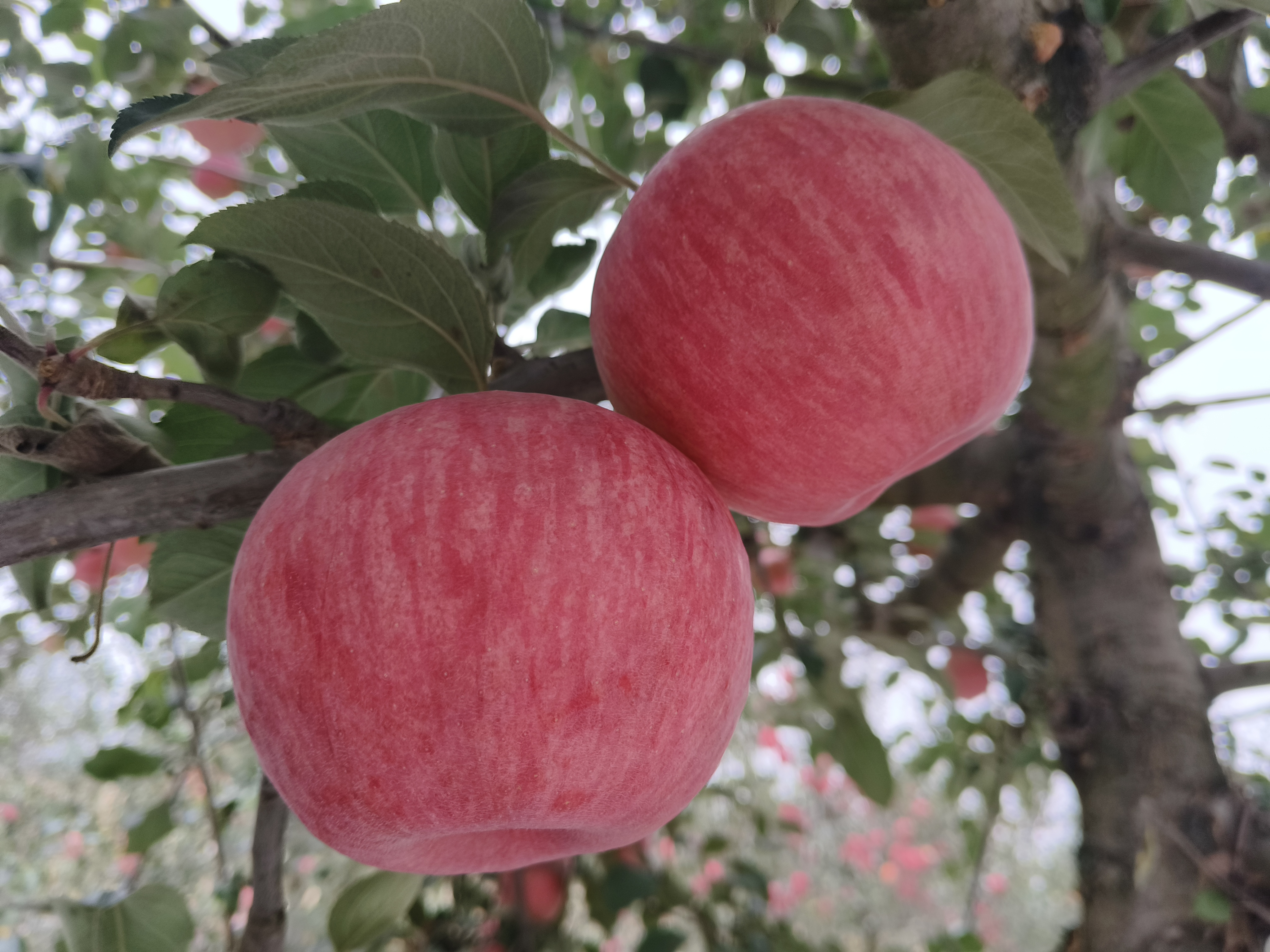 藤木苹果特写
