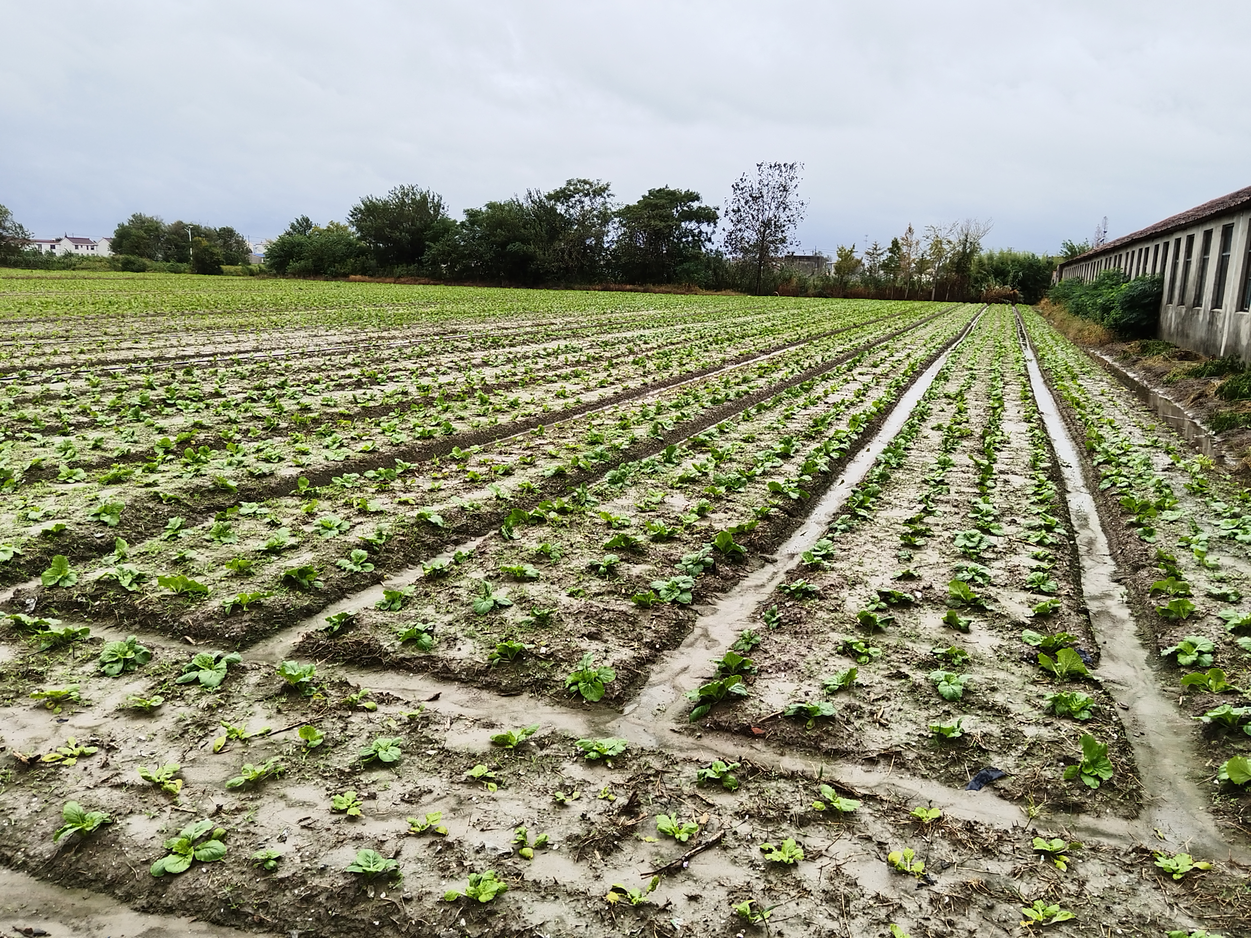 展示白菜心常见的霜霉病、软腐病及虫害症状,便于农户识别并及时处理 白菜心病虫害识别图谱