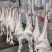 579小公鸡，烧鸡熏鸡风干鸡盐焗鸡等等