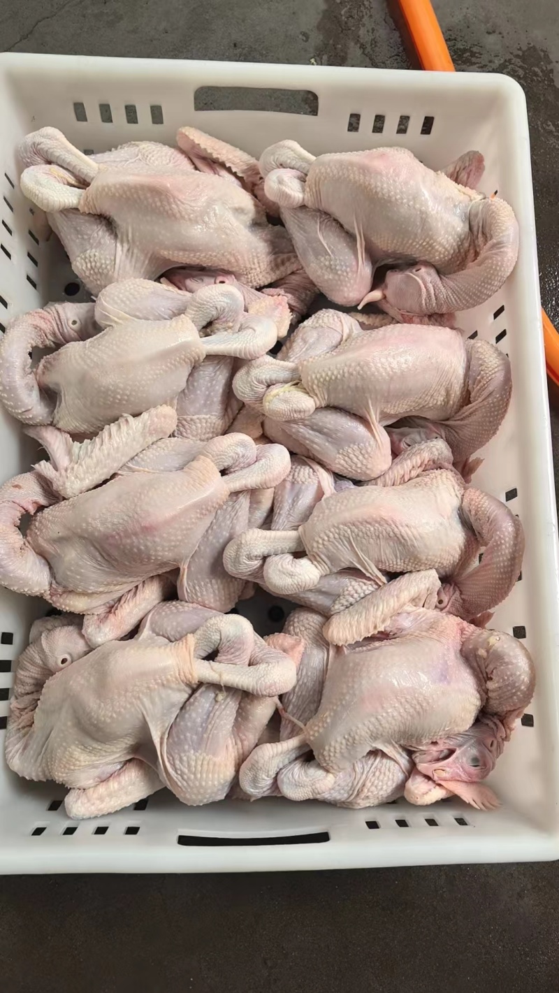 579小公鸡，烧鸡熏鸡风干鸡盐焗鸡等等