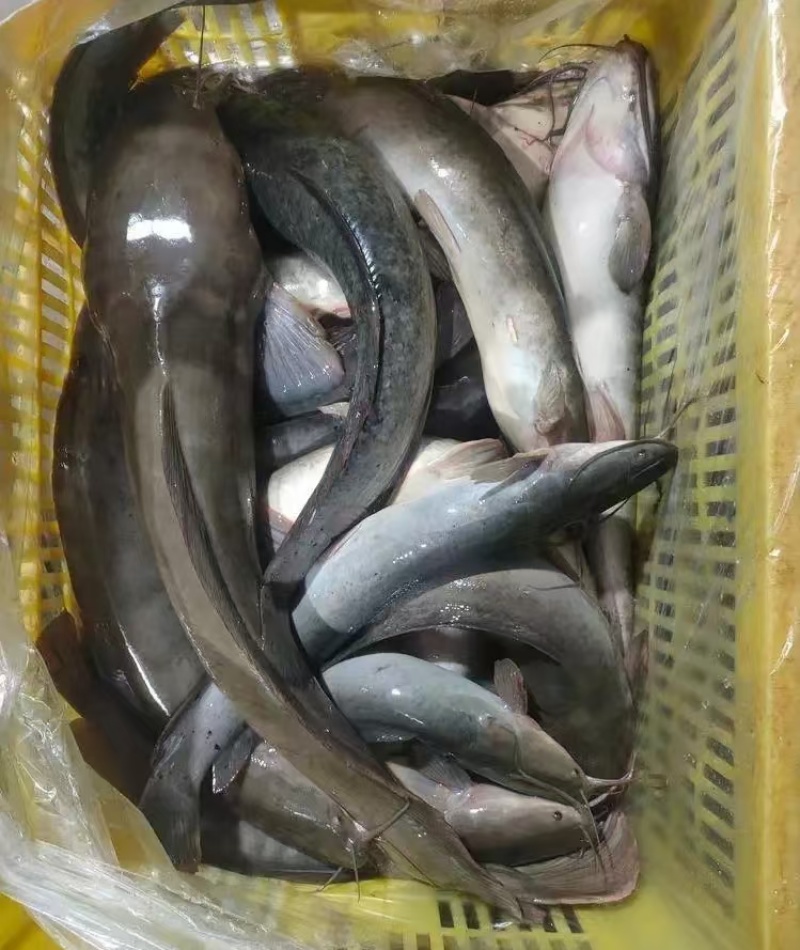 埃及塘虱