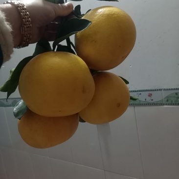 平和葡萄柚