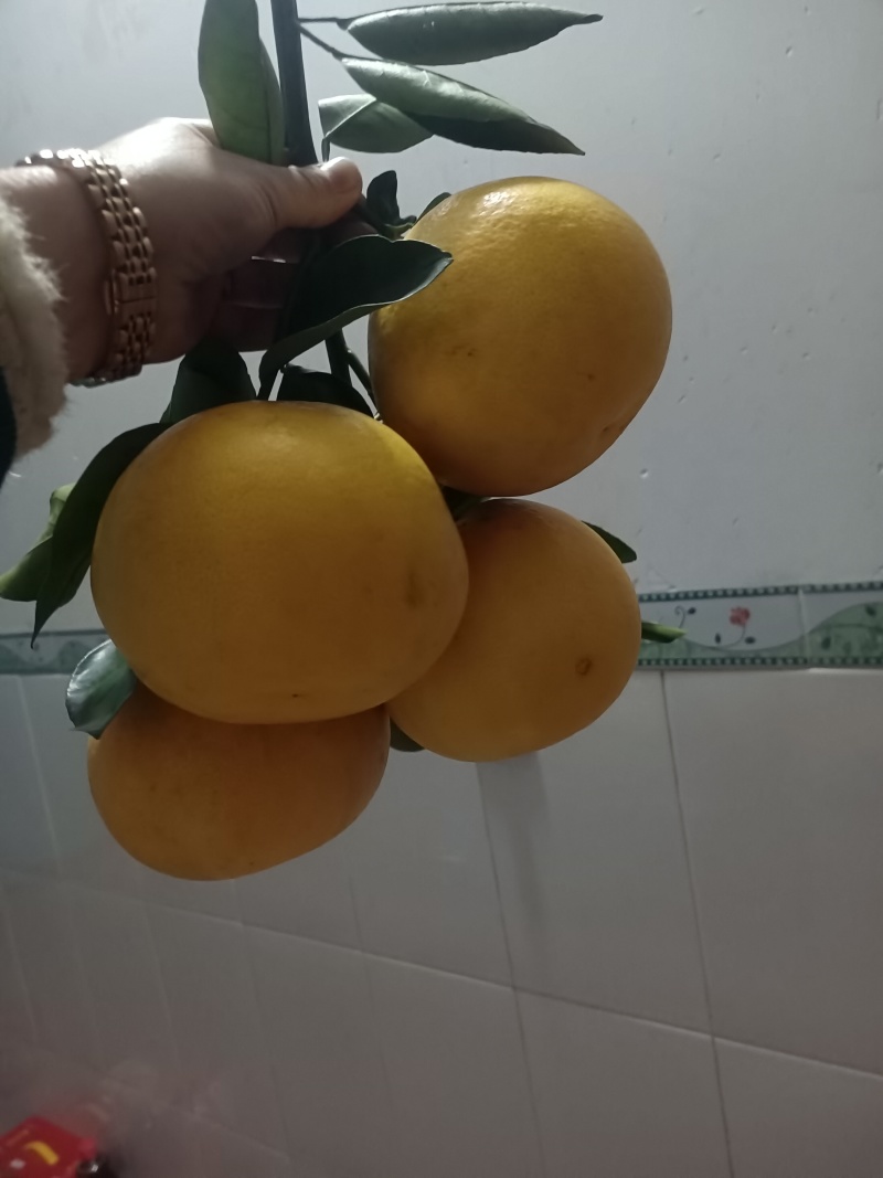 平和葡萄柚