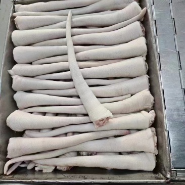 长猪尾