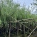 垂柳5-20分低价出售