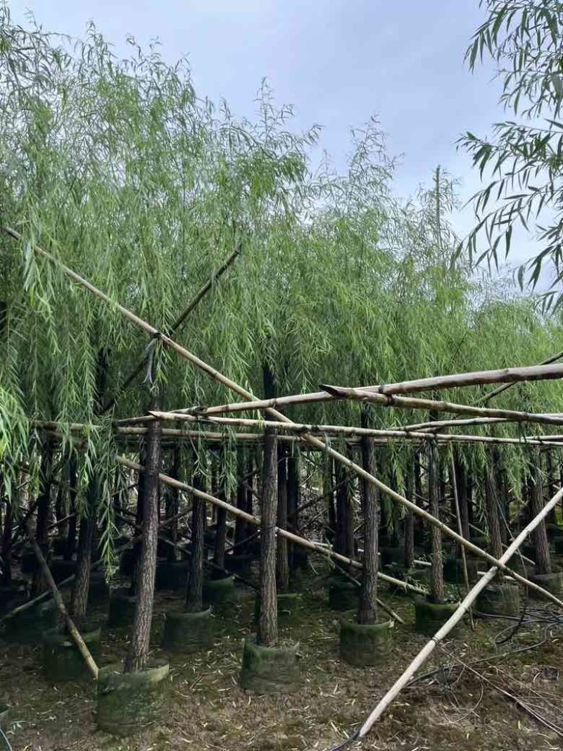 垂柳5-20分低价出售
