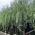 垂柳5-20分低价出售