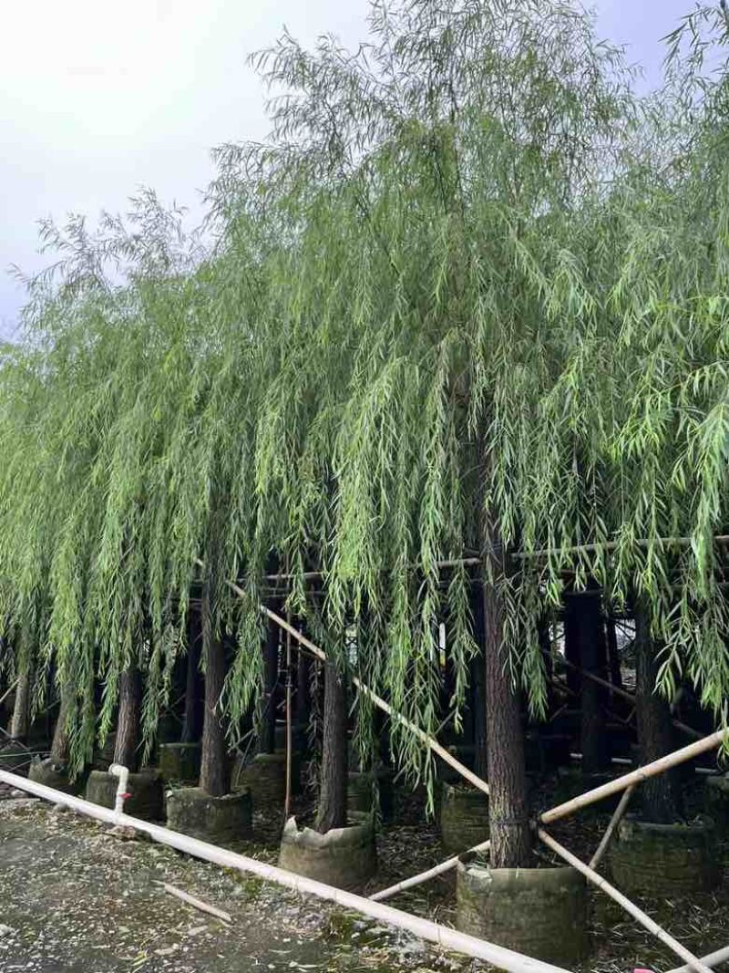 垂柳5-20分低价出售