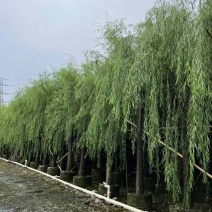 垂柳5-20分低价出售