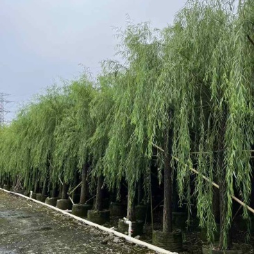 垂柳5-20分低价出售