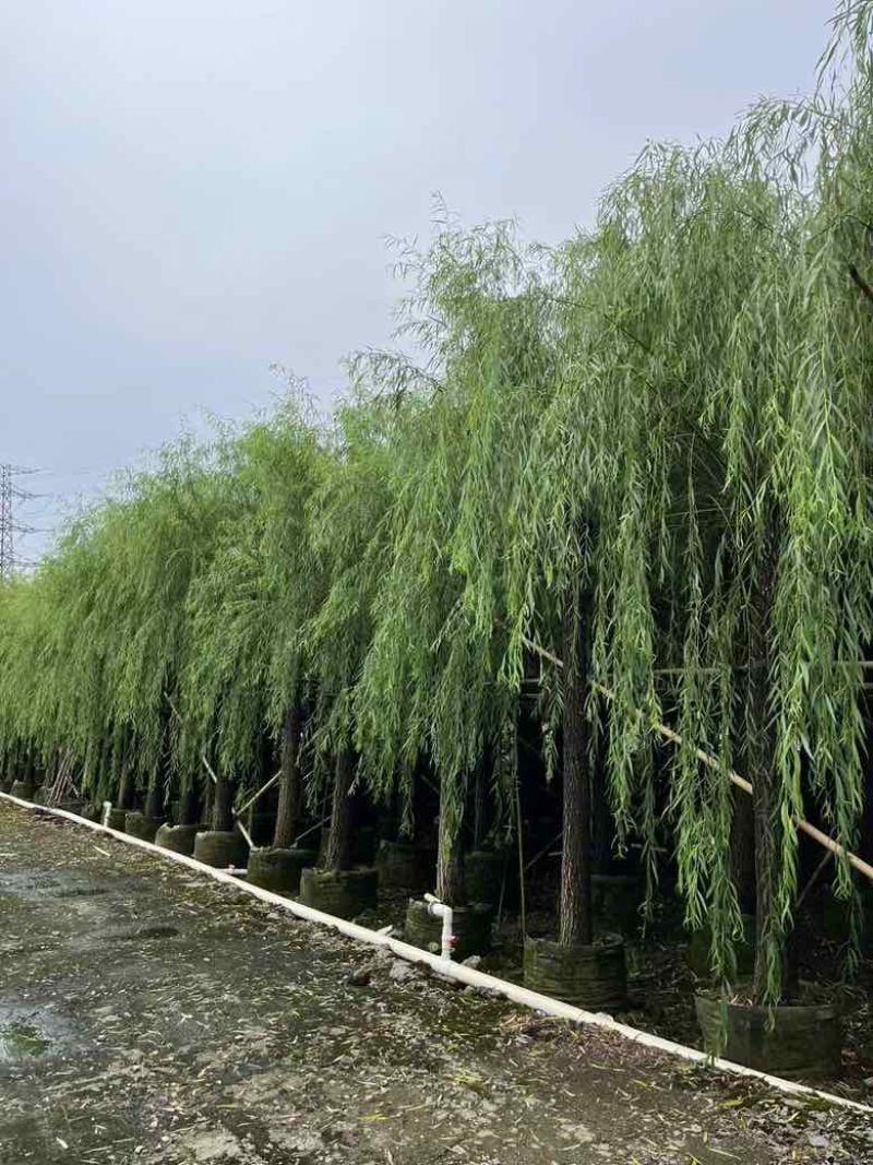 垂柳5-20分低价出售