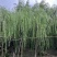 垂柳5-20分低价出售