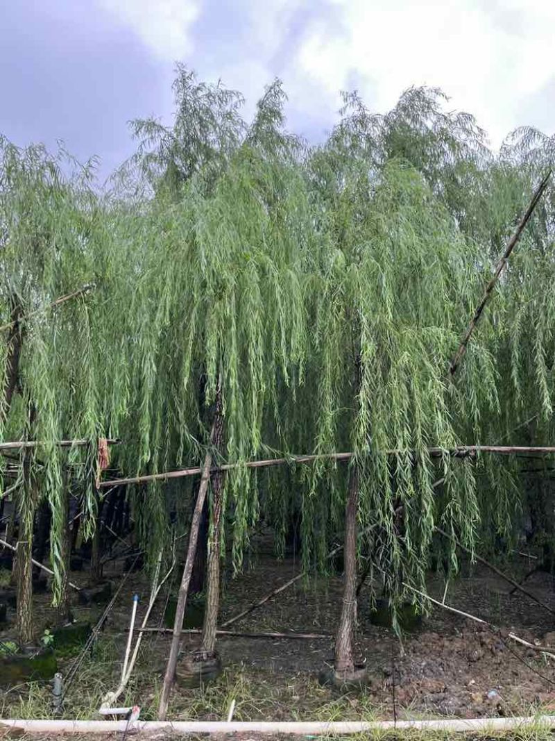 垂柳5-20分低价出售