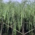 垂柳5-20分低价出售