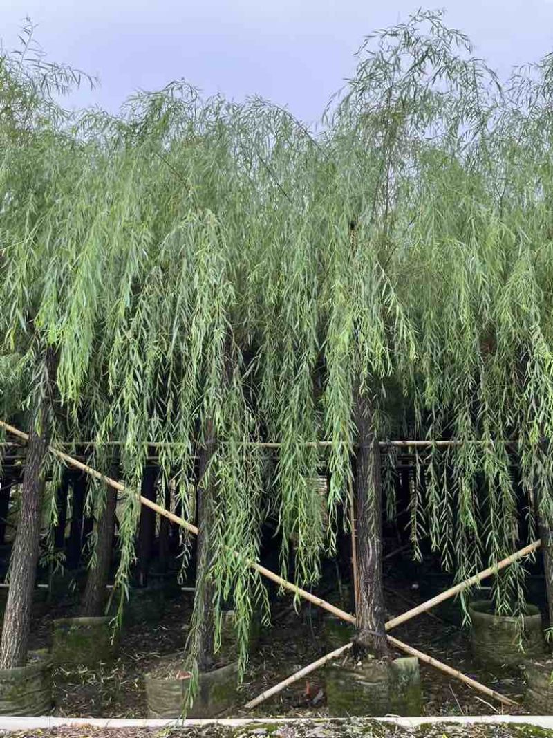 垂柳5-20分低价出售