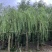 垂柳5-20分低价出售