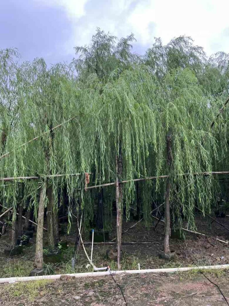 垂柳5-20分低价出售