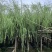 垂柳5-20分低价出售