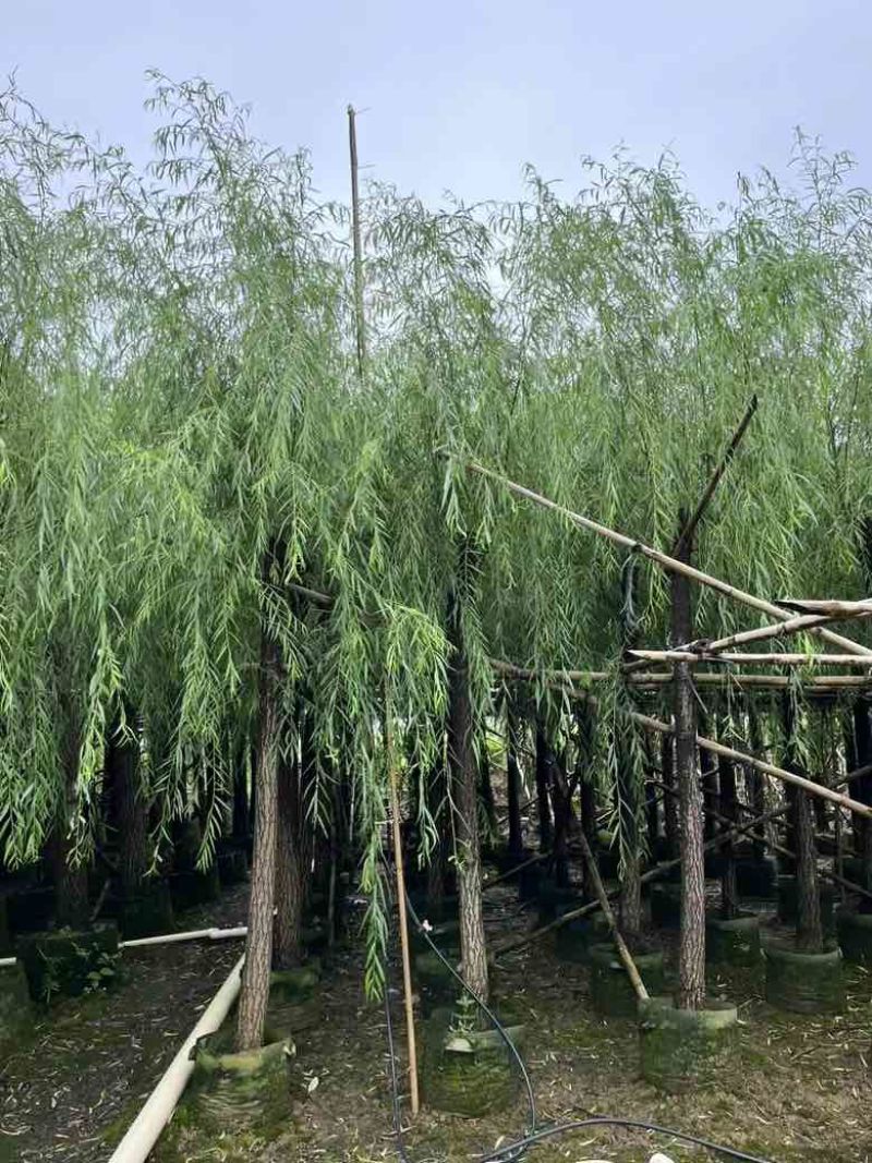 垂柳5-20分低价出售