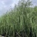 垂柳5-20分低价出售